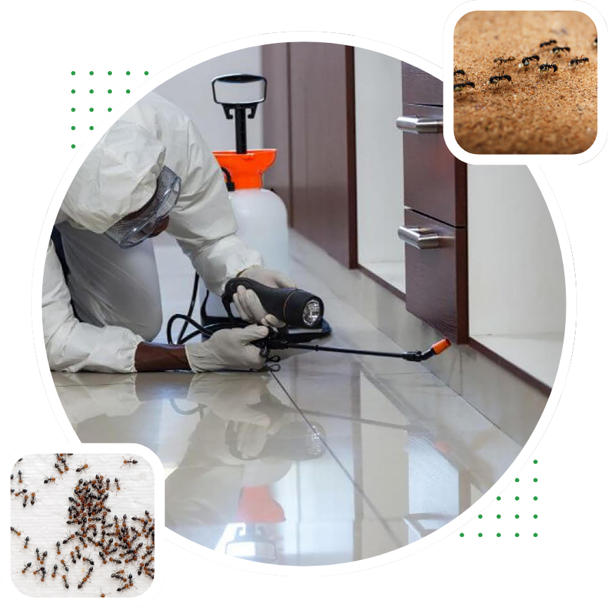 Ants control 1
