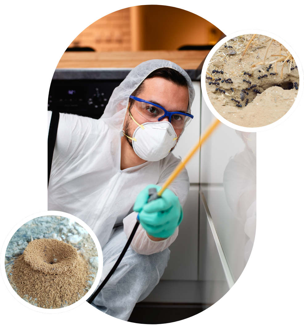 Ants faq