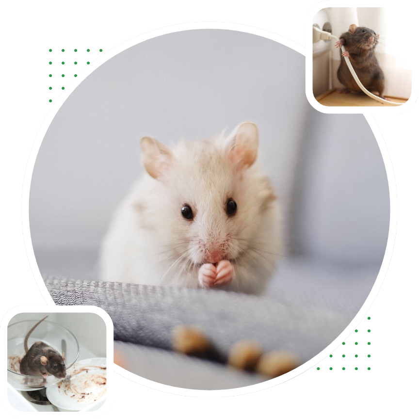Mice Signs