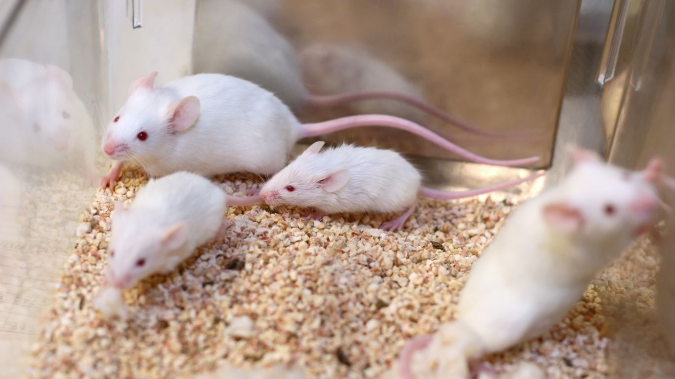 Mice