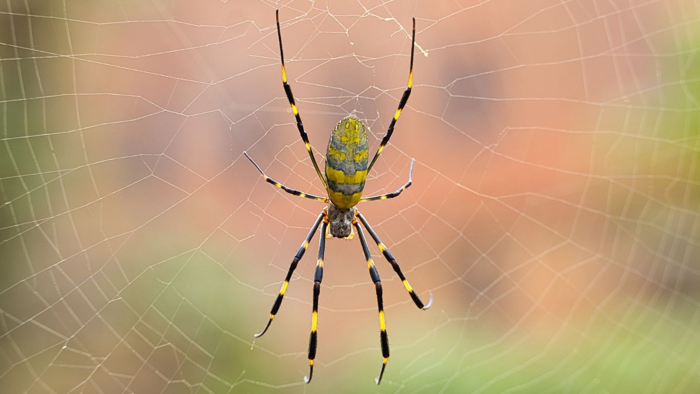 Spider (2)