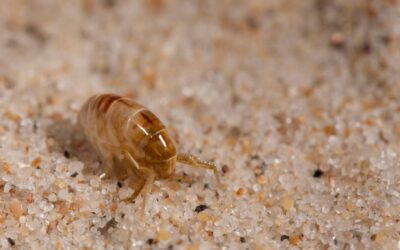 What Are Sand Fleas? Everything You Need to Know